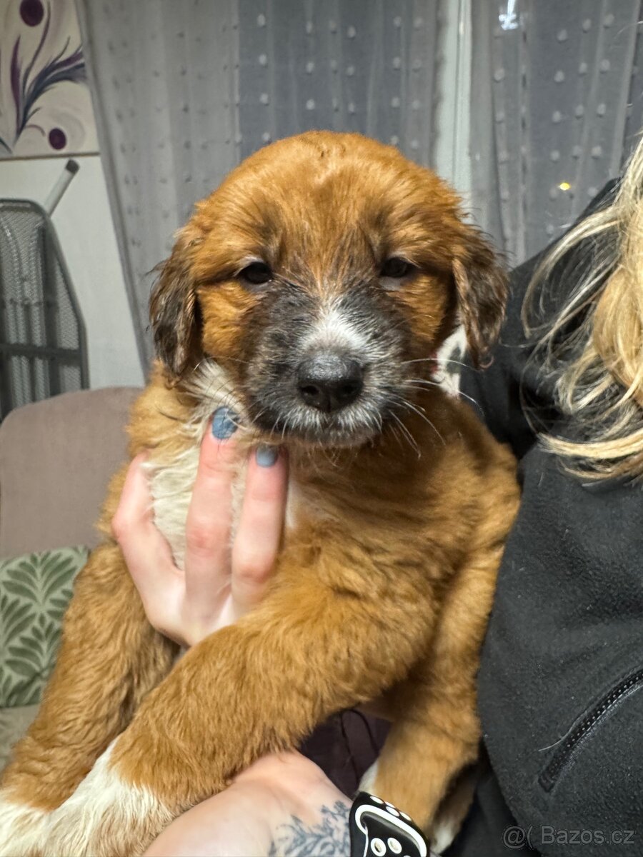 Prodám štěňata “vesnická směs”