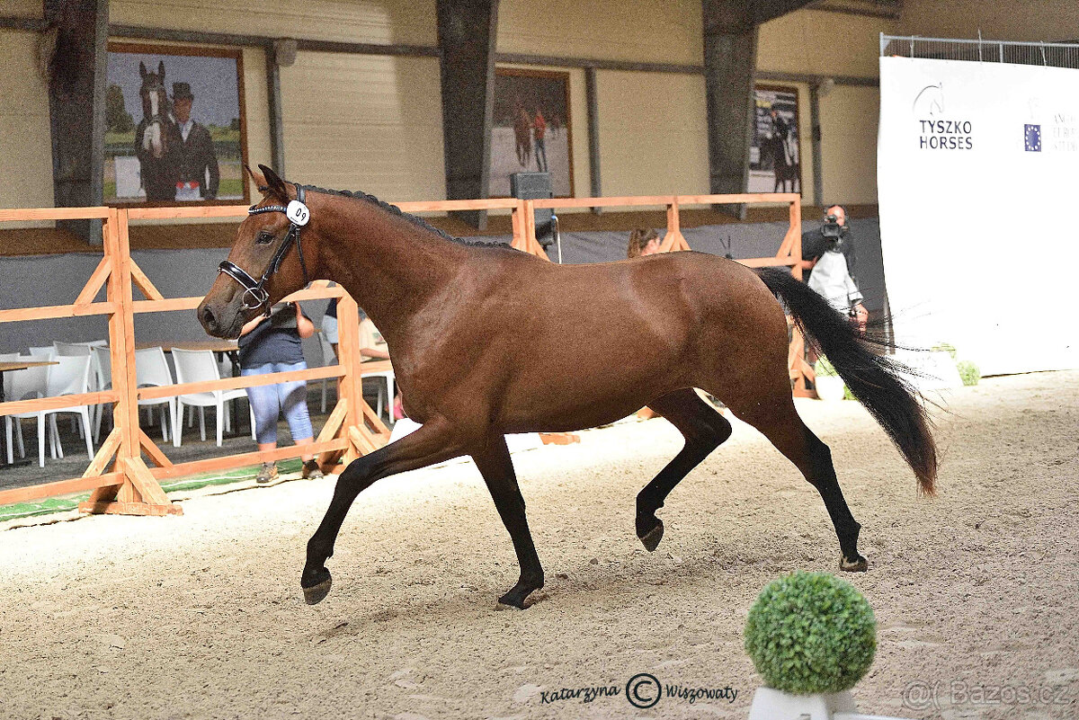 mladý valach do drezury