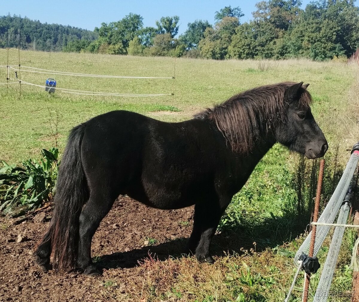 3 letý hřebeček shetland pony