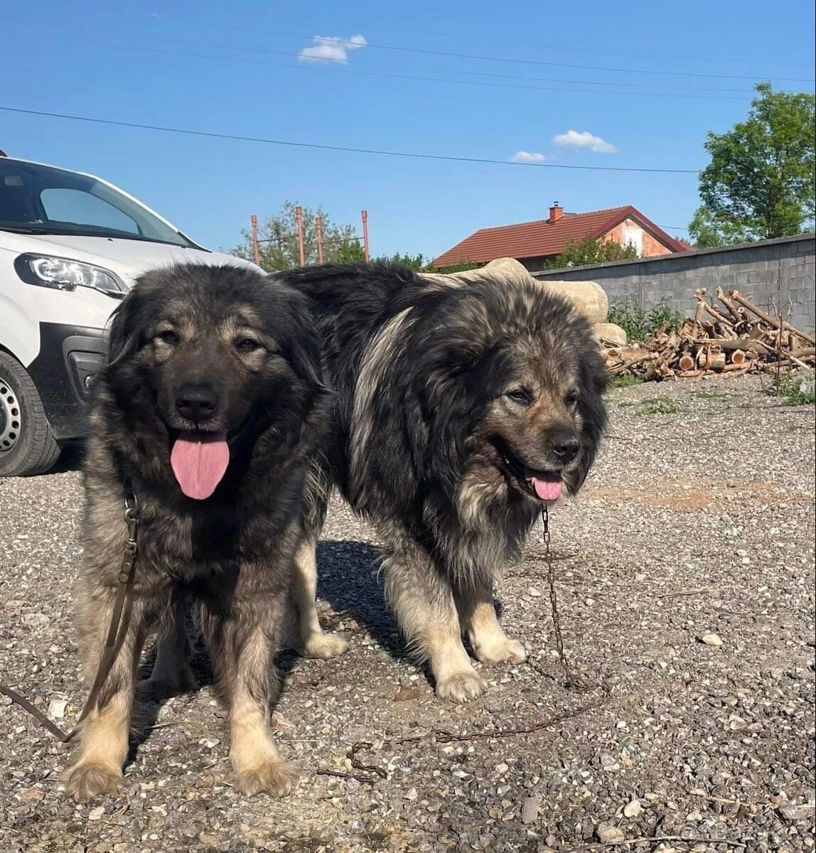 Šarplaninci pastevecký psi