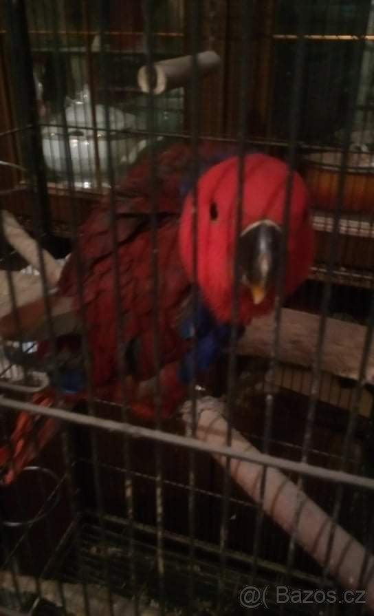 Hendikep papousci zdarma nebo levné