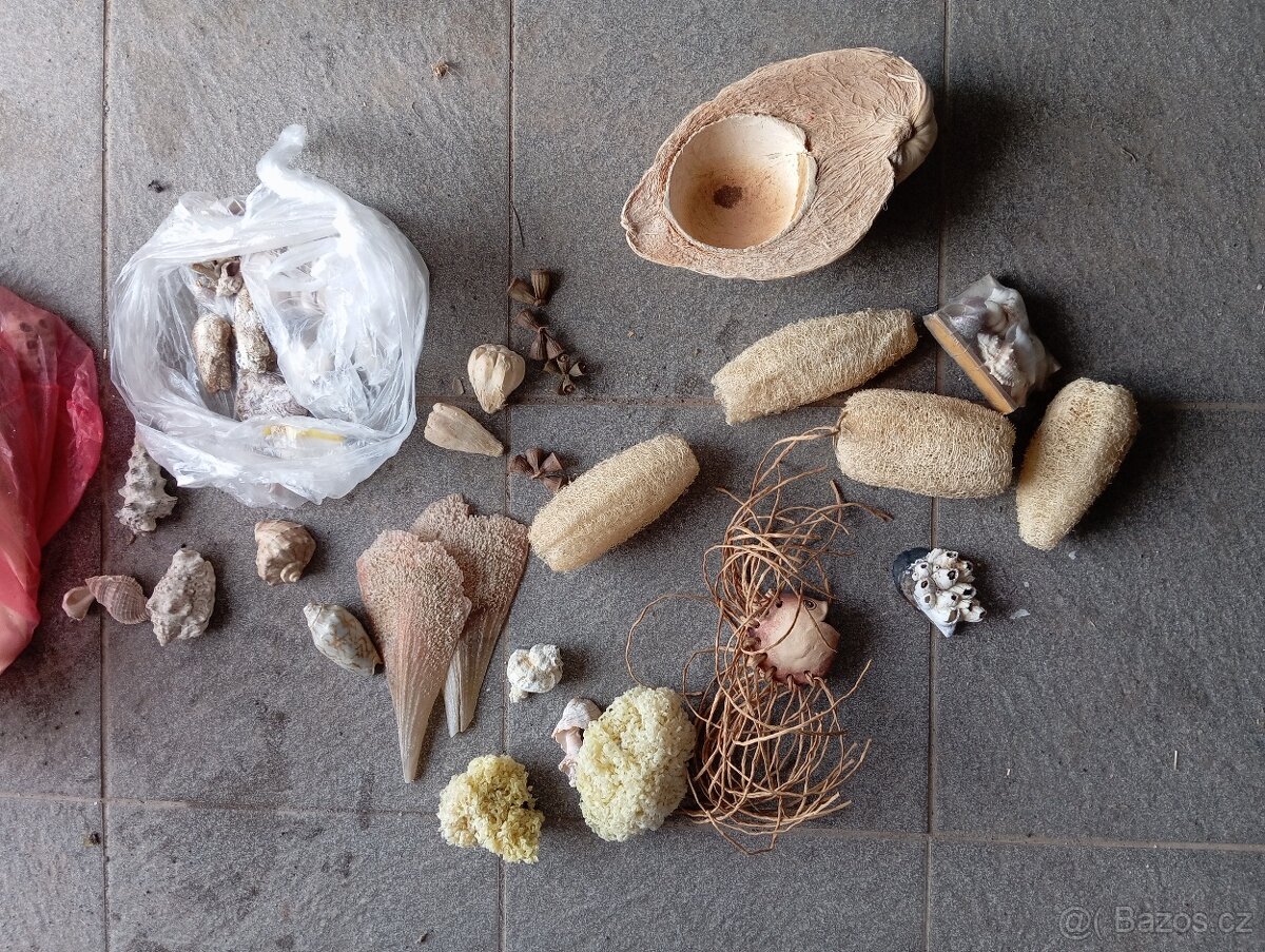 mušle dekorační předměty