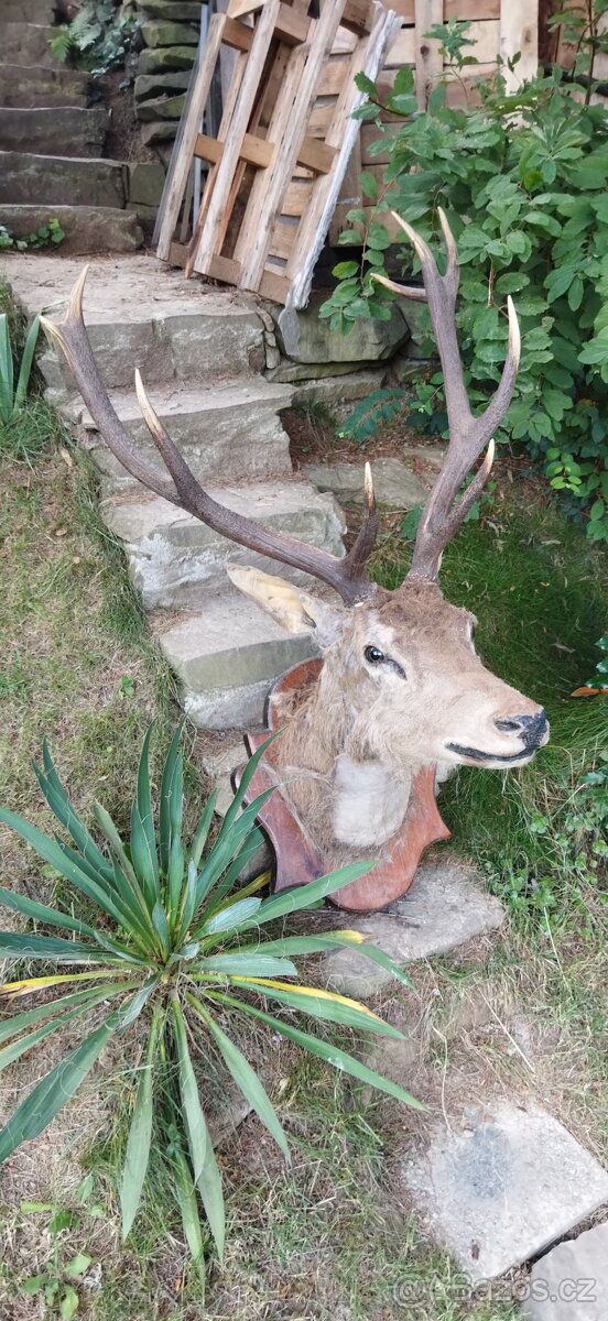 Prodám trofej Jelena