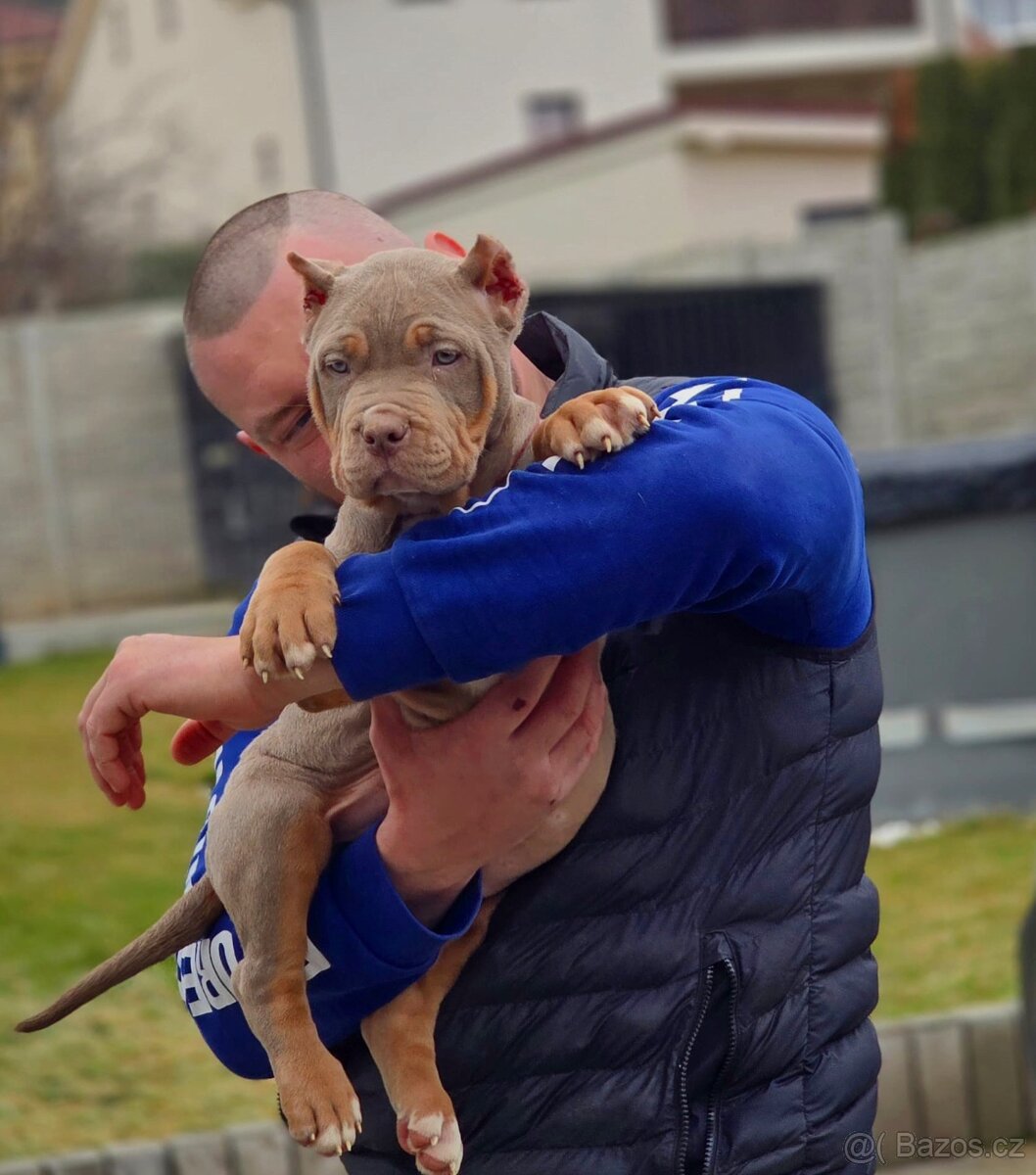 American bully XL, pitbull xxl