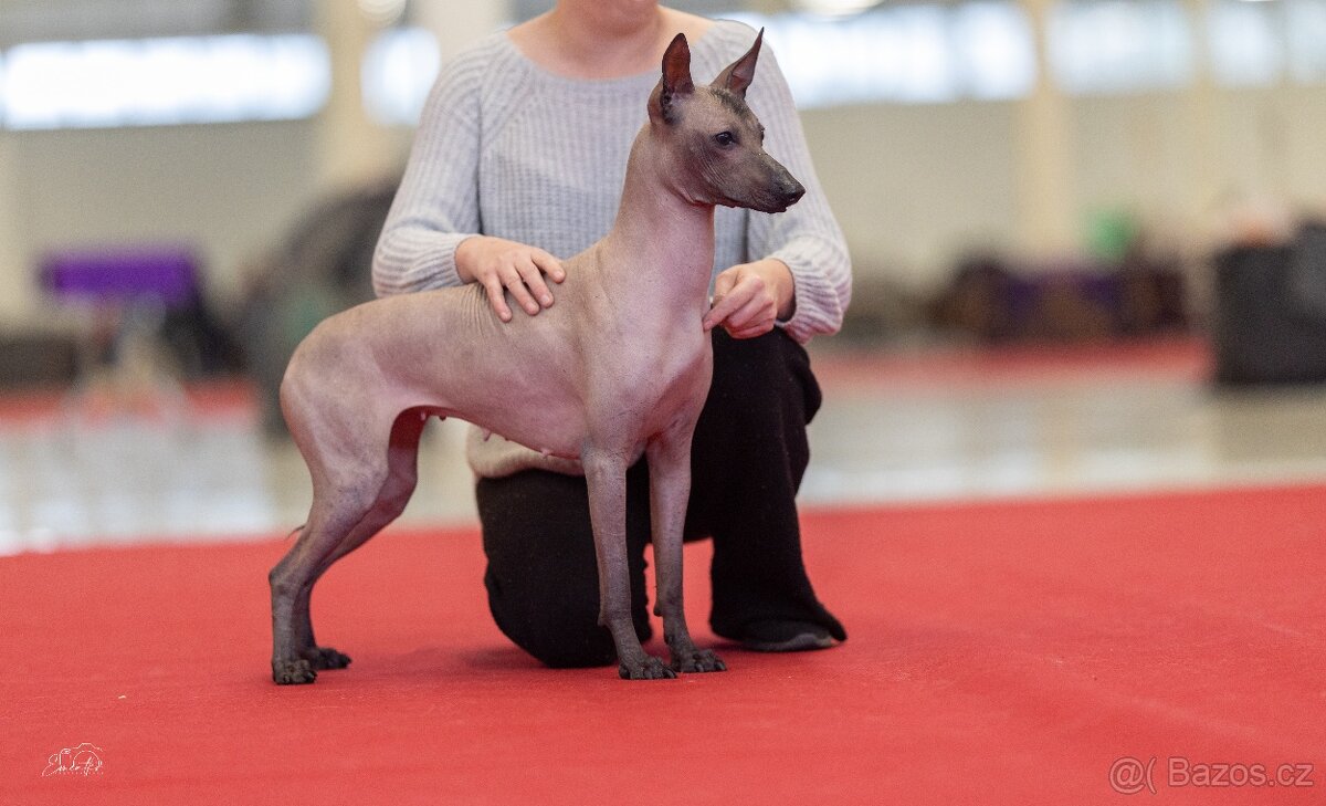 Peruánsky a Mexický naháč