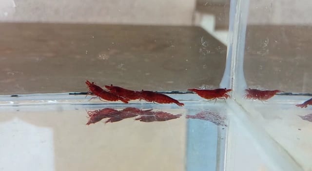 Prodej krevetek a doplňků