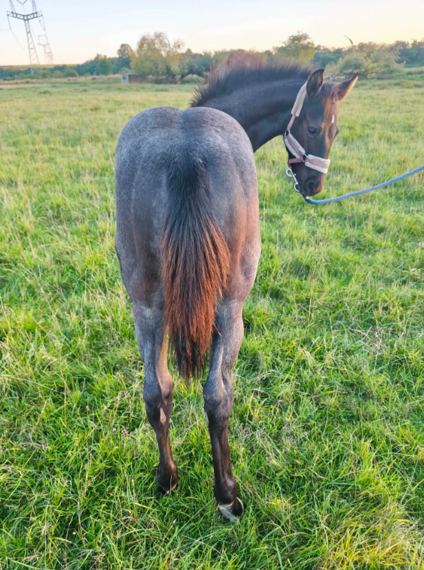 žrebček American Paint Horse, APH