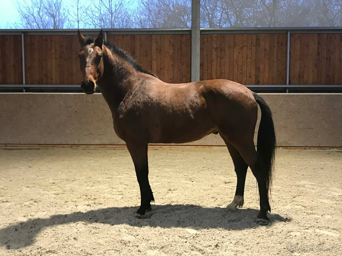 valach 9 let, 158 cm kůň pro ženu