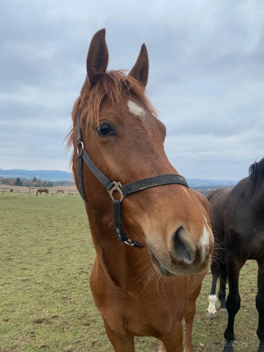 Velmi vysoká kobyla do sportu