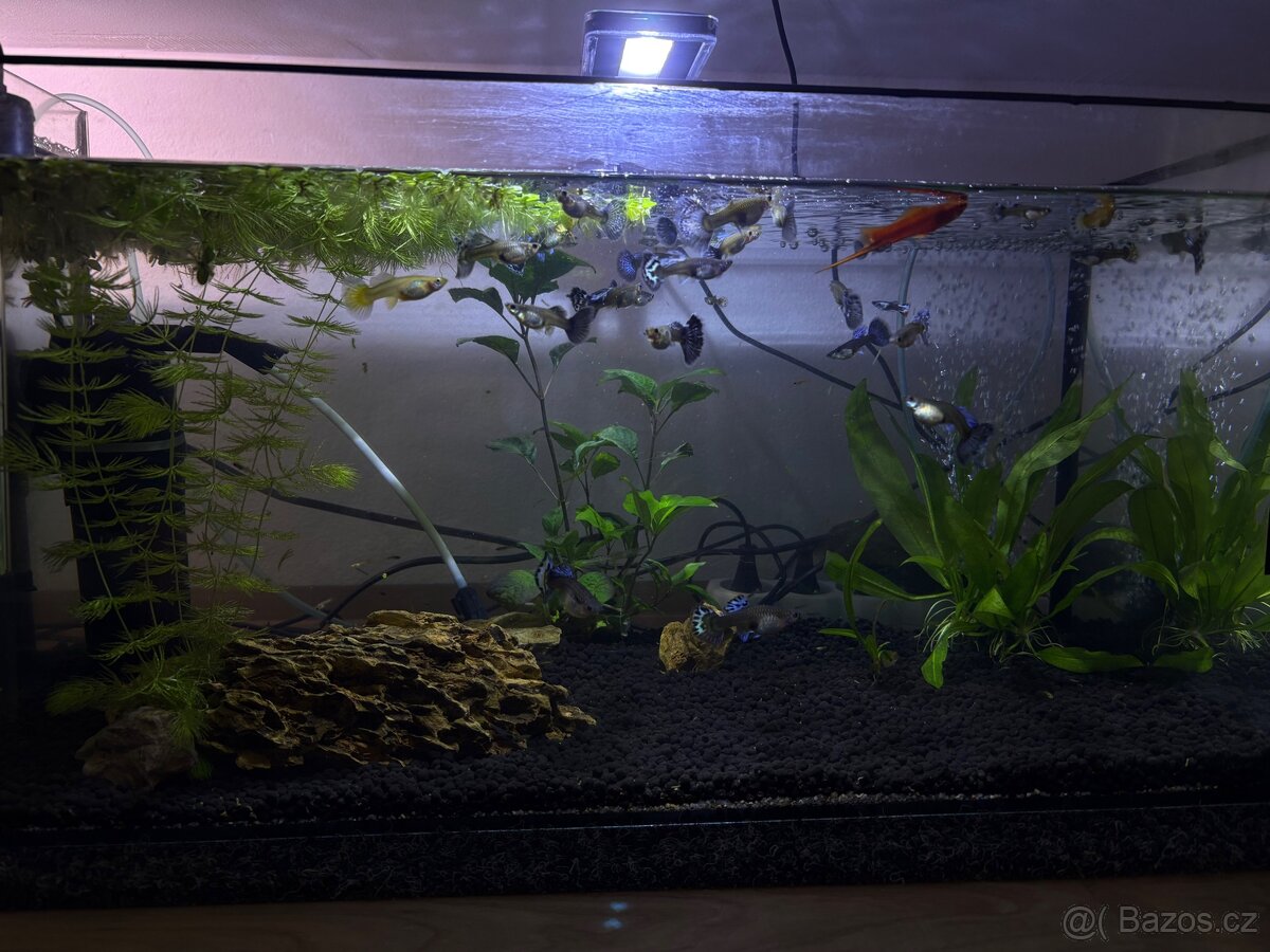 Akvária s rybičkami🐠