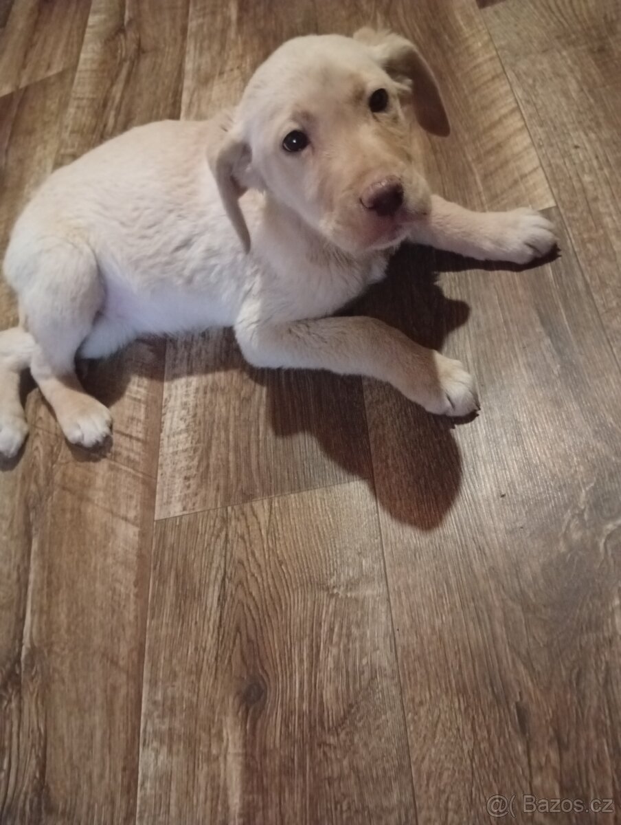labradorský retrívr