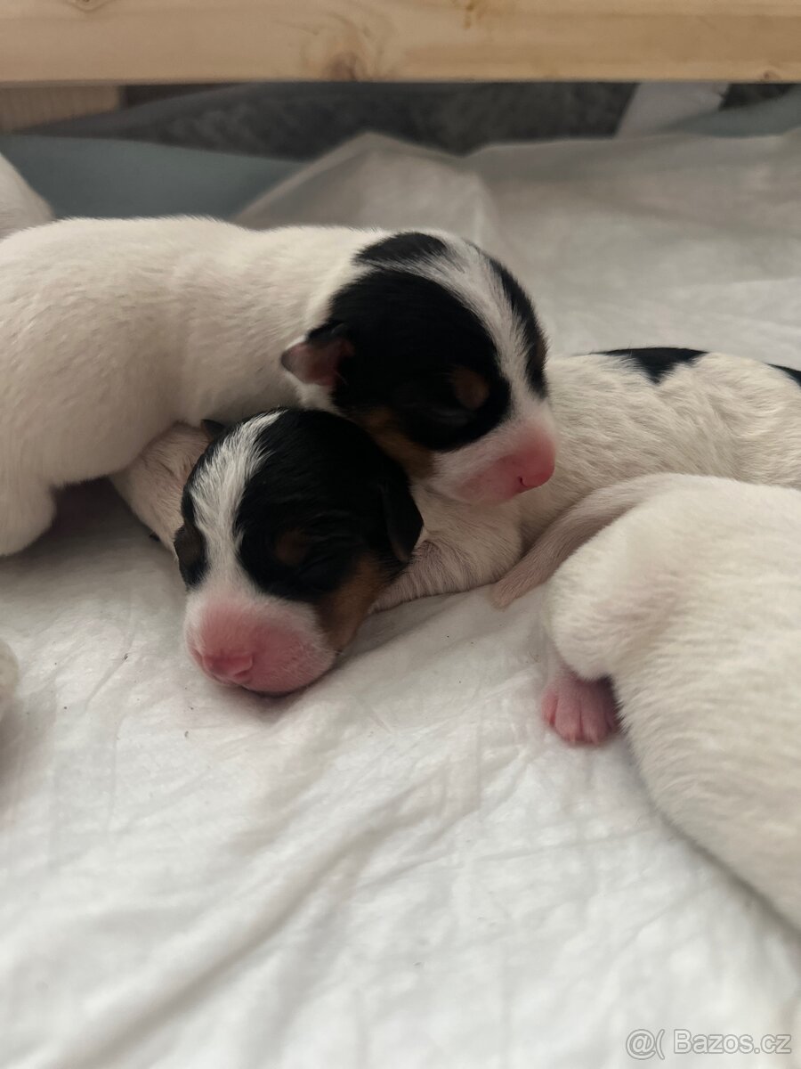 Jack Russell terier (Zamluvené)