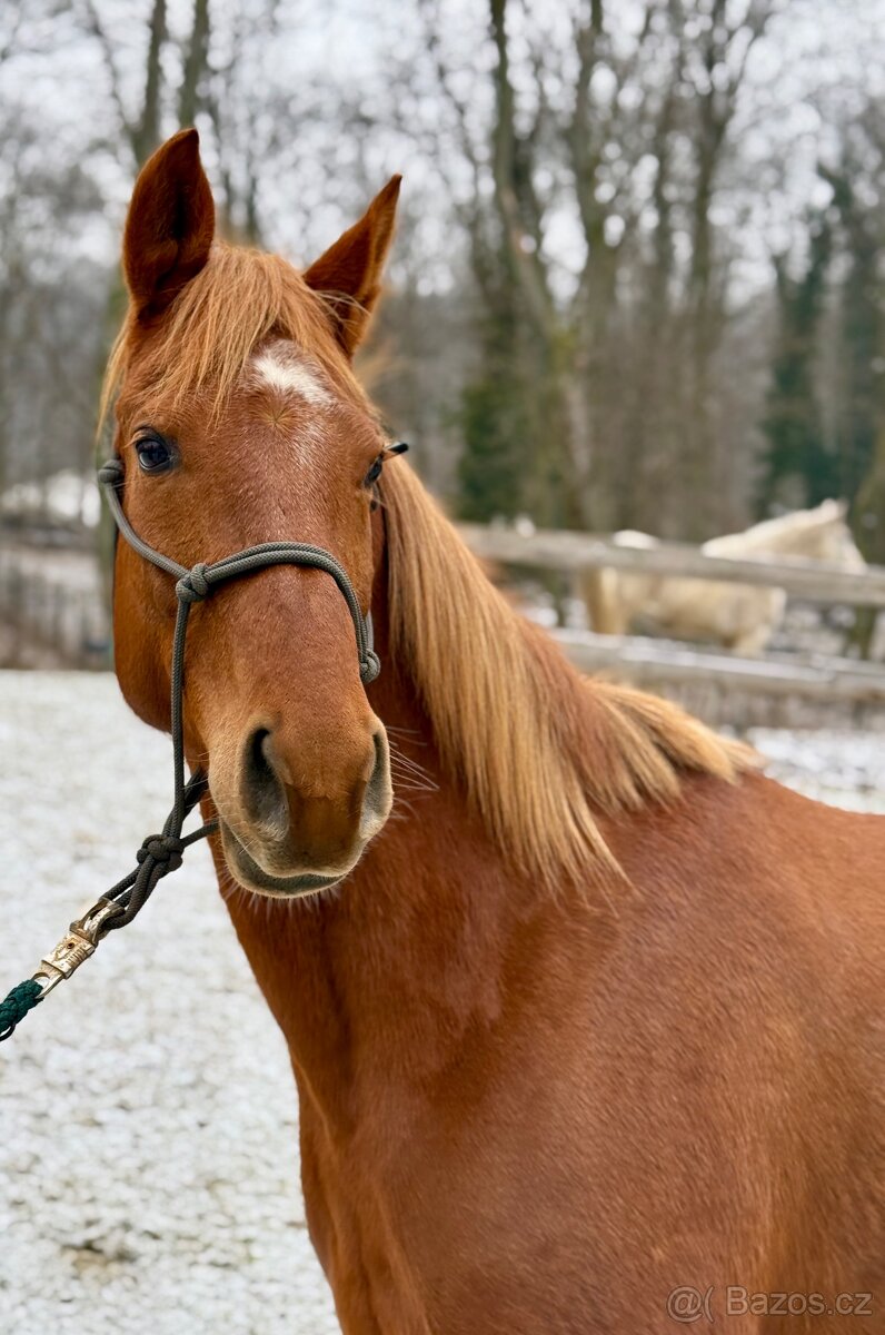 Arabský plnokrevník - kobyla