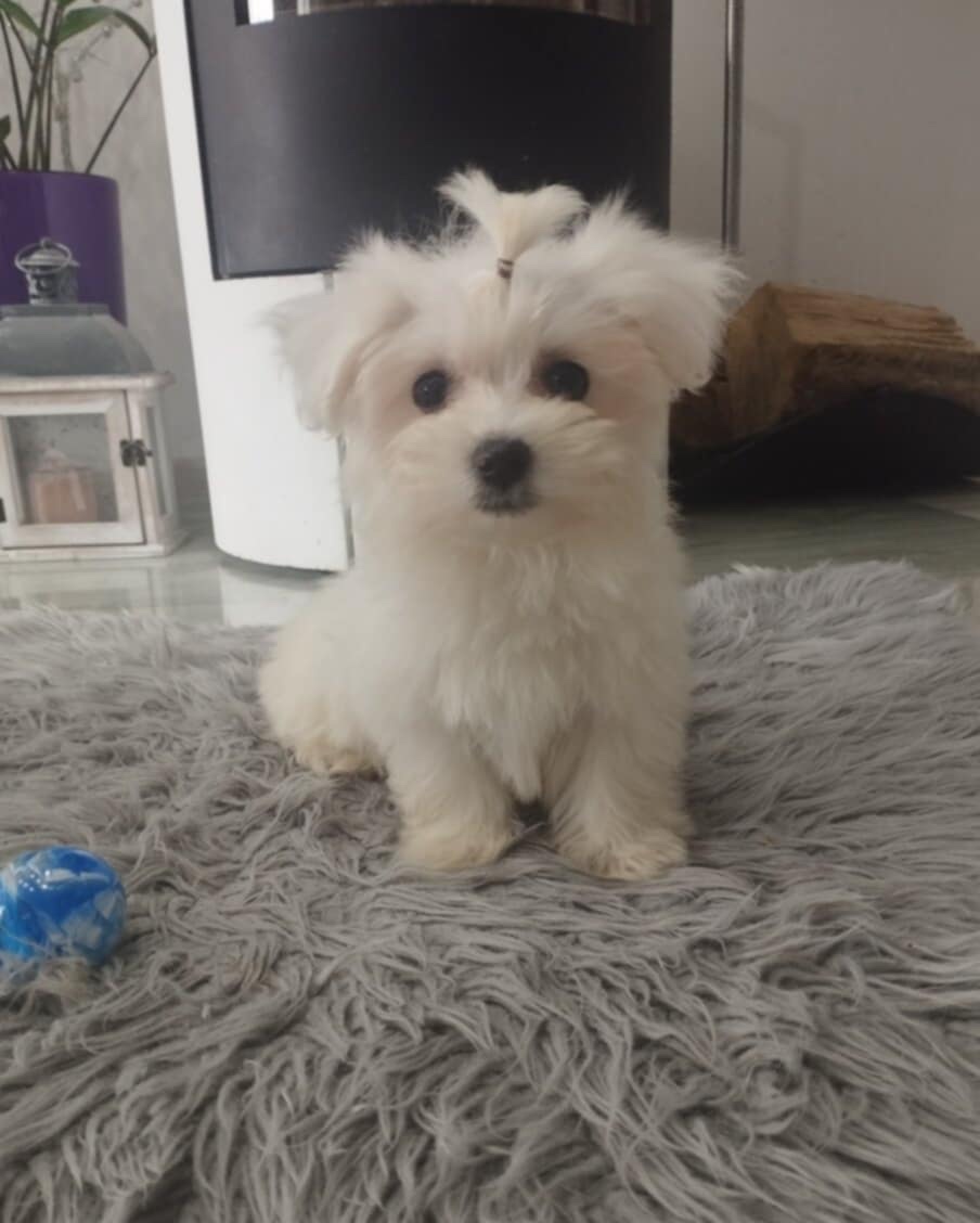 Maltézský psik (chlapeček)