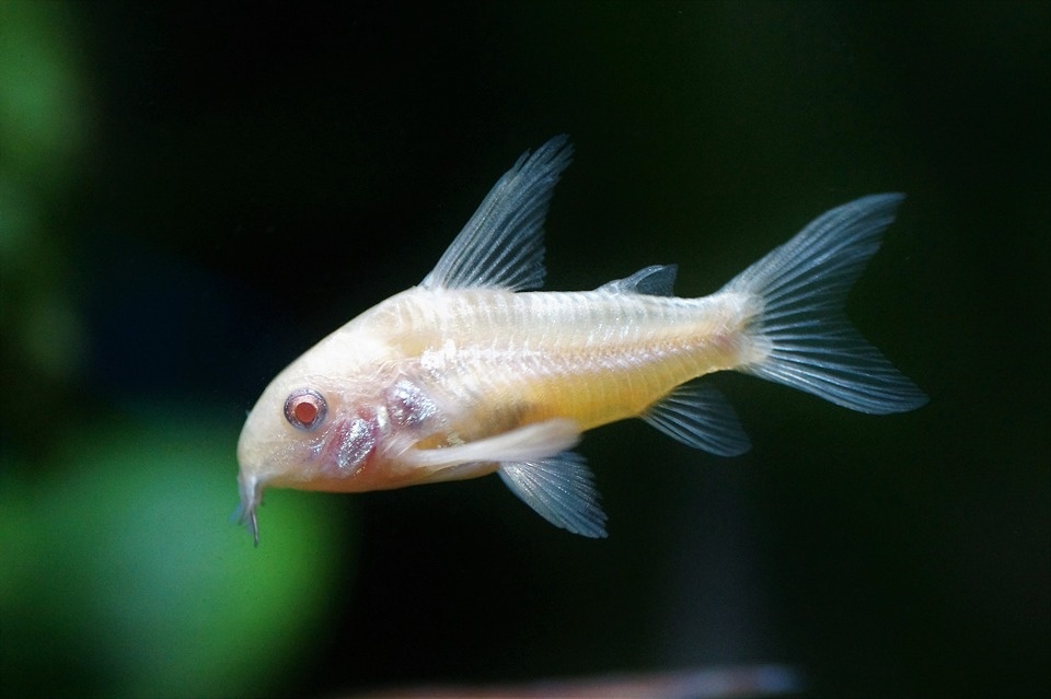 Corydoras paleatus albin