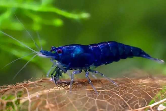Prodám Neocaridina Blue Dream ktevety