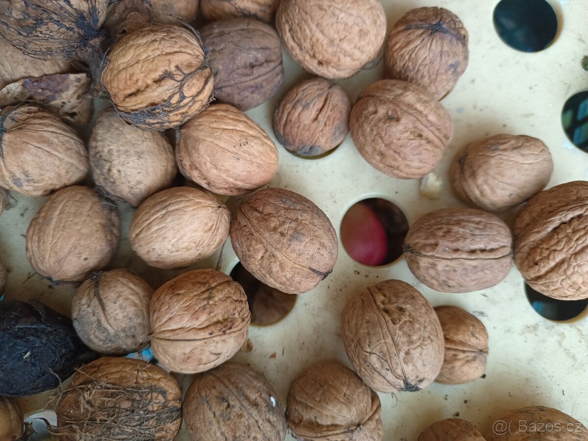 Ořechy vlašské čerstvé za 79 Kč/kg. Plzeň Doubravka