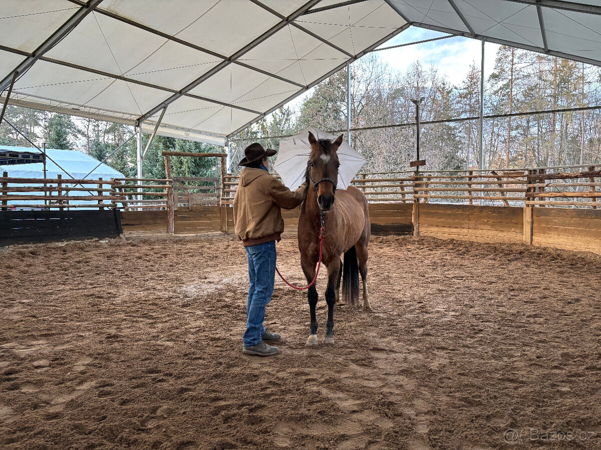 Náprava a trénink problémových koní