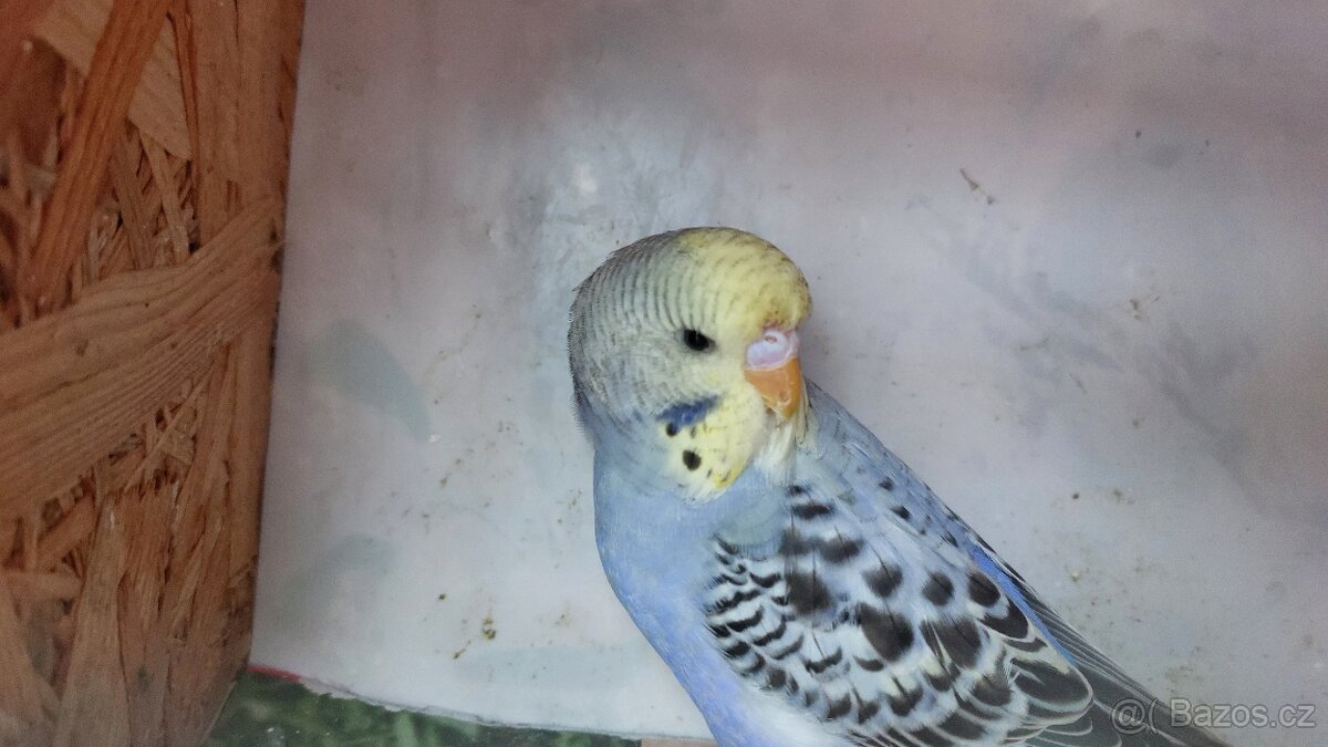 Mladé andulky modrá a zelená