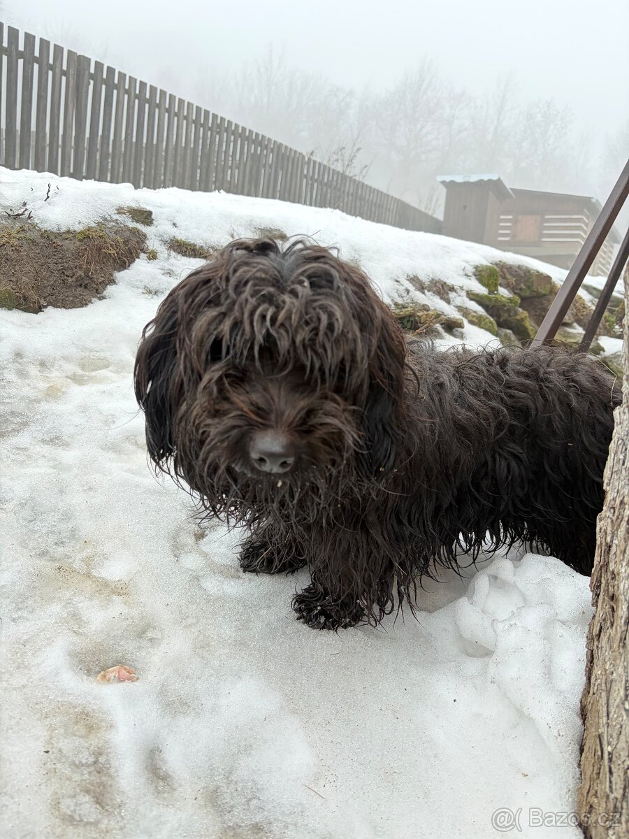 Jezevčík x knírač