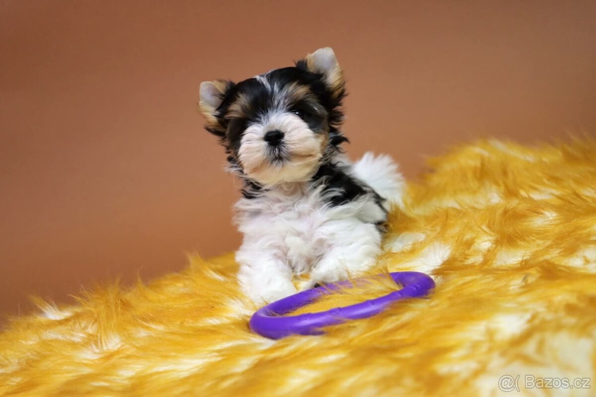 Biewer jorkšírský terriér - pejsek