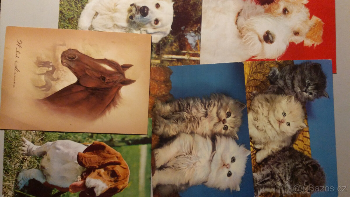 pohlednice: kočky, psi, kůň