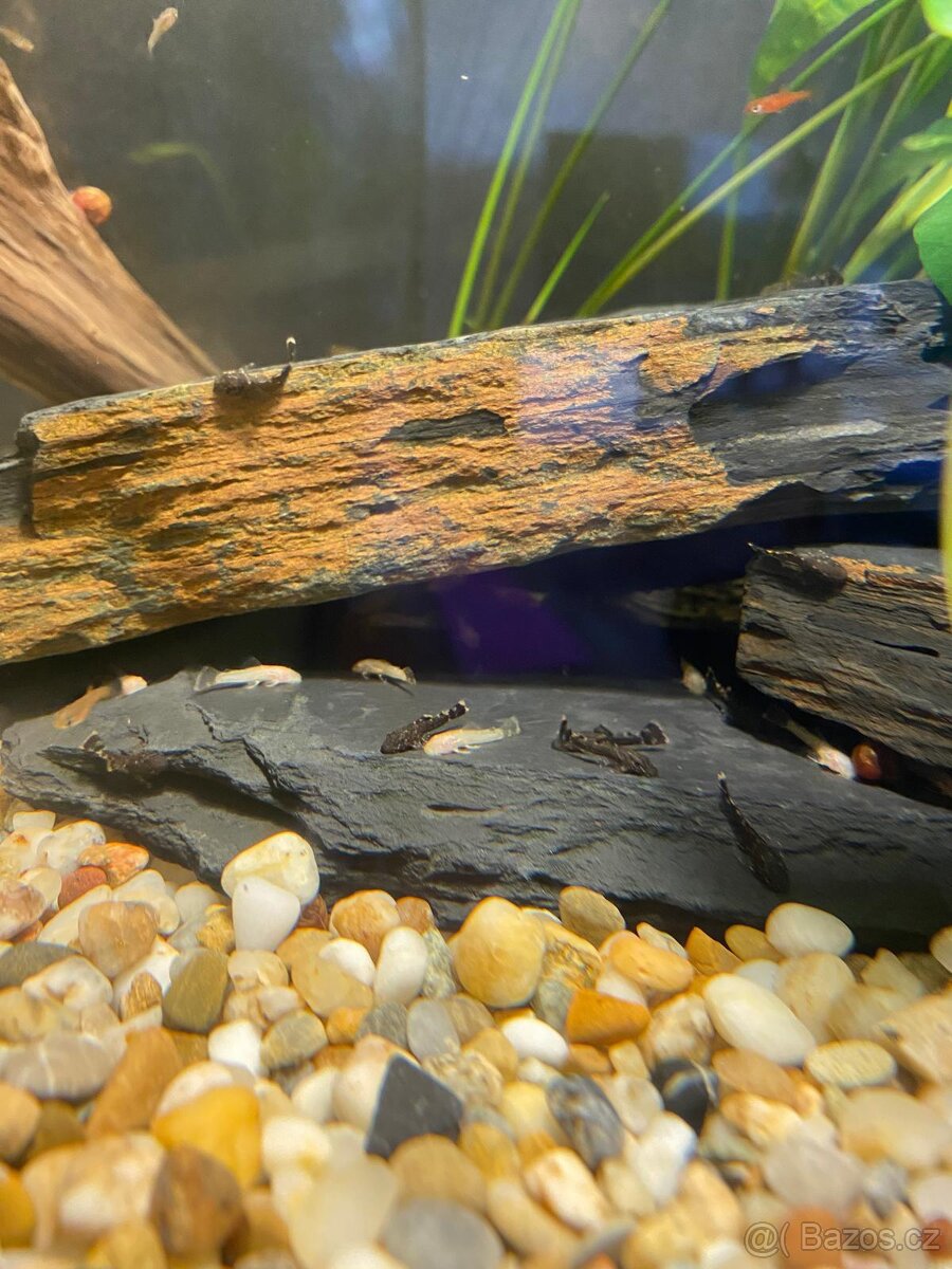 Ancistrus, Kyjov, 25 kč za kus, více kusů dle dohody