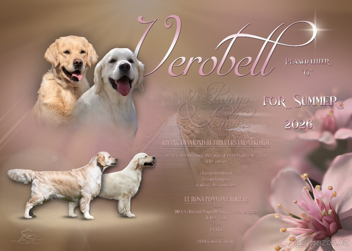 Zlatý retriever s PP