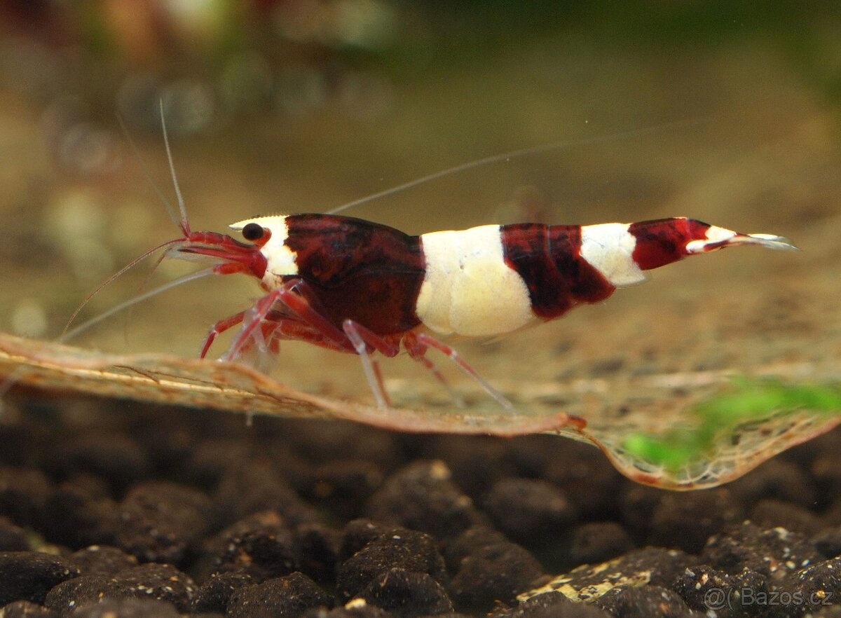 Krevetky Caridina red wine