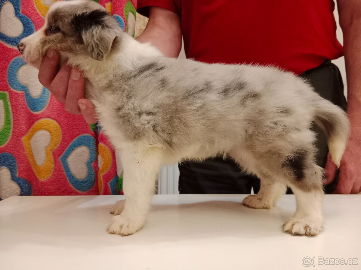 Border kolie štěně s PP k odběru i rezervaci