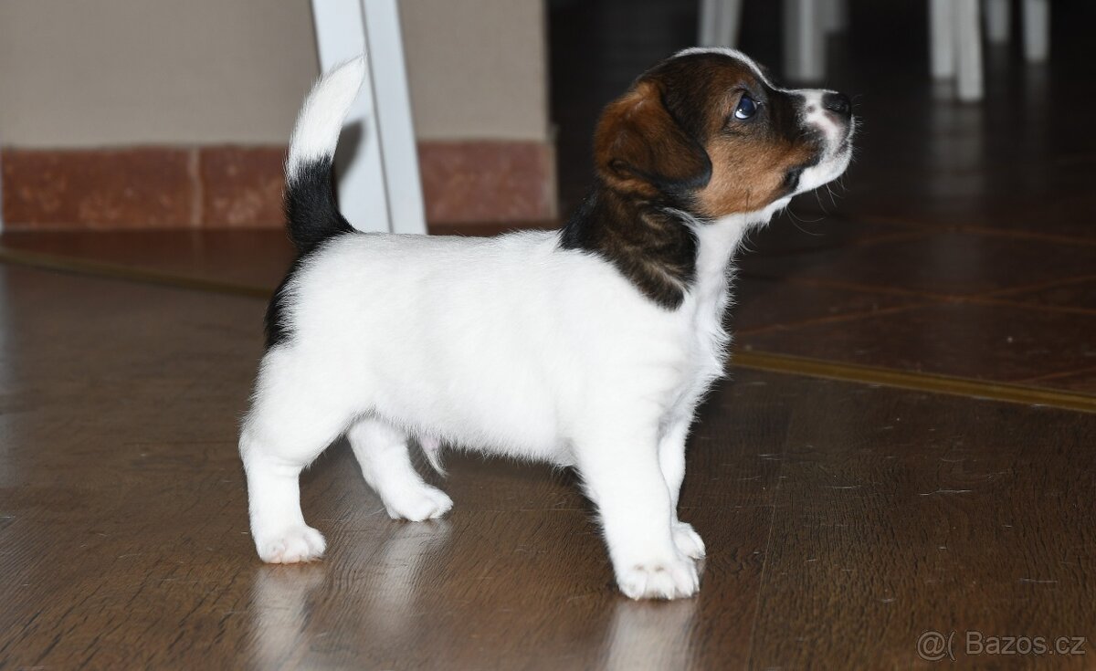 Jack russel terier s PP