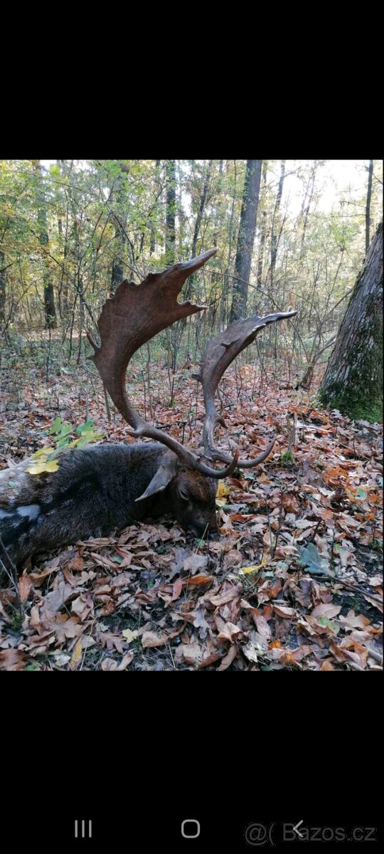 Polovačka na srnce v maďarsku