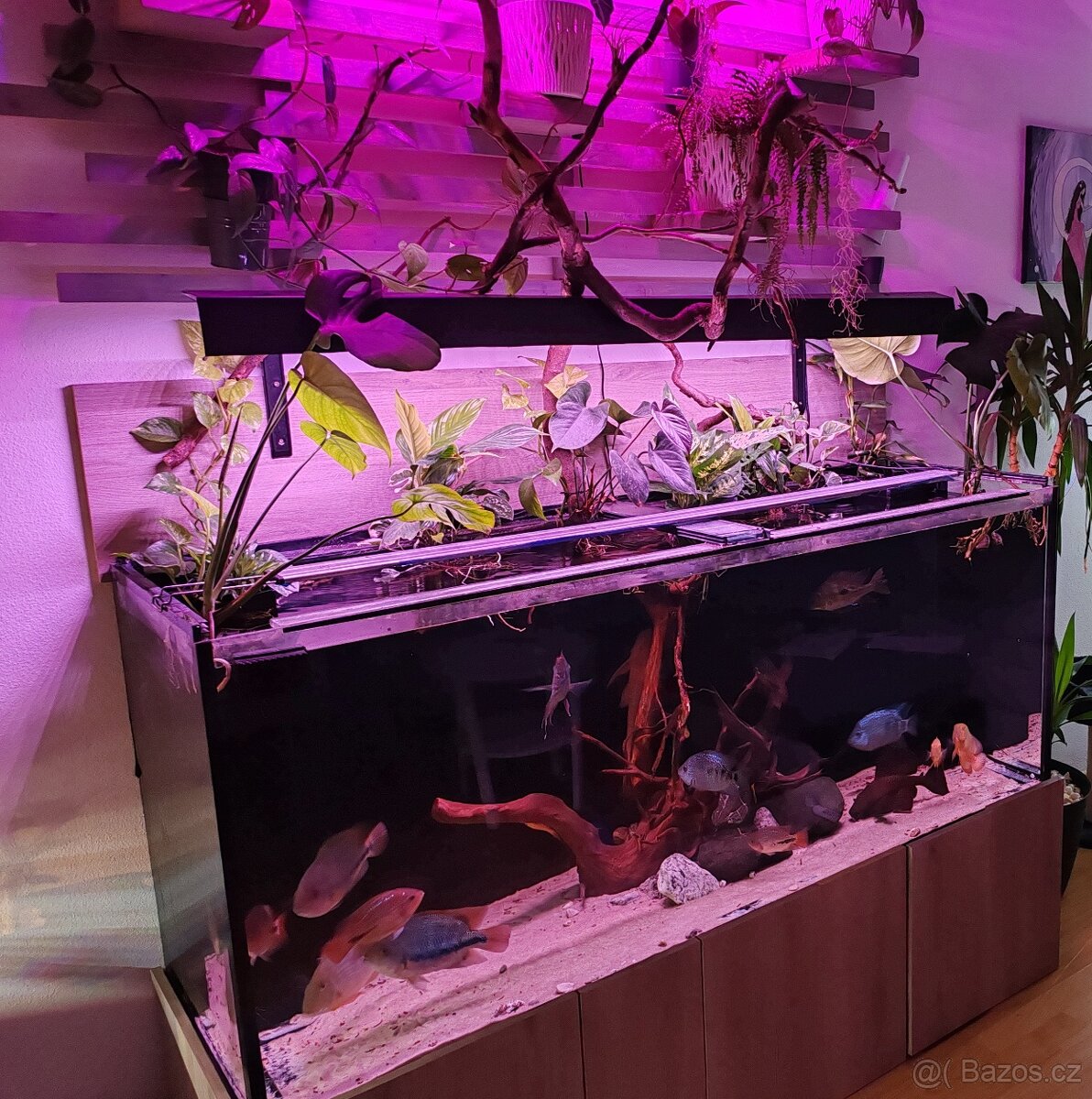 ‼️Akvarium 170x50x70cm‼️