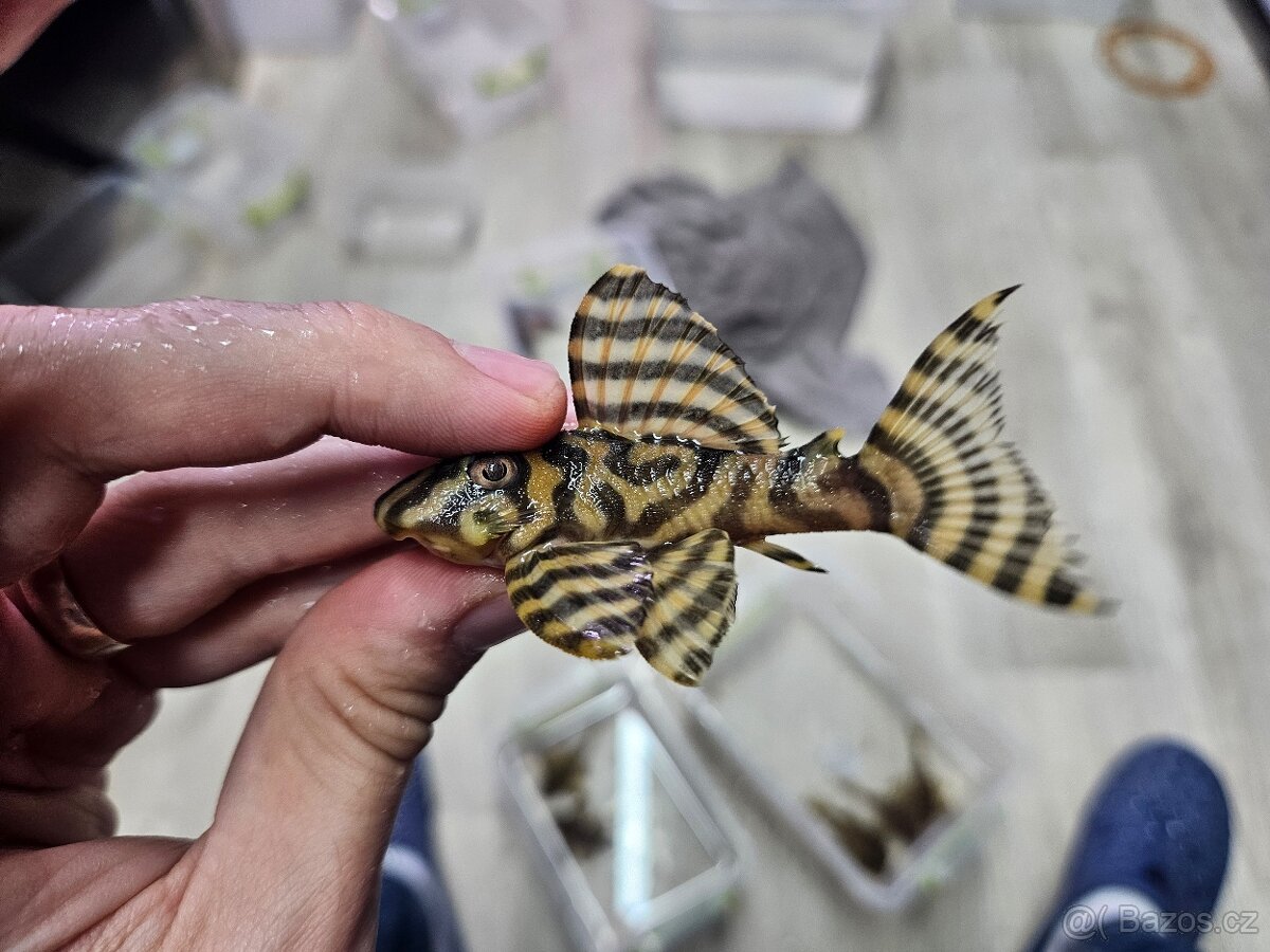 L 333 Gold line AAA - chovné páry