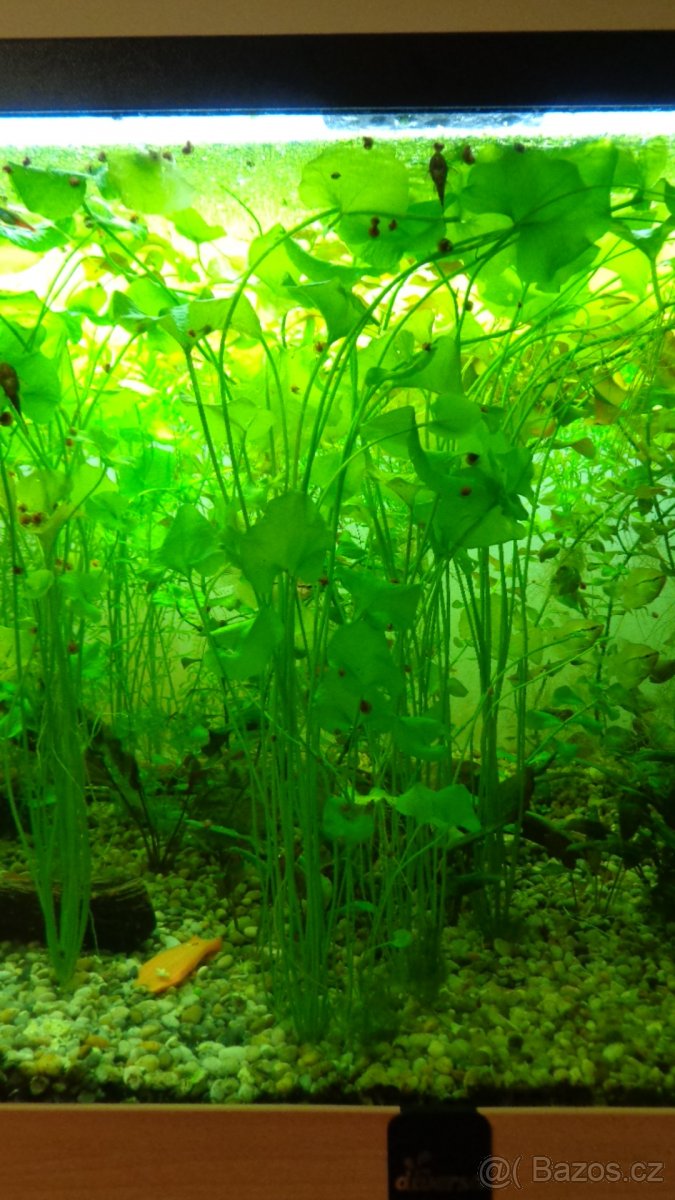 Akvarijní rostliny Ludwigia, Douška Růžkatec