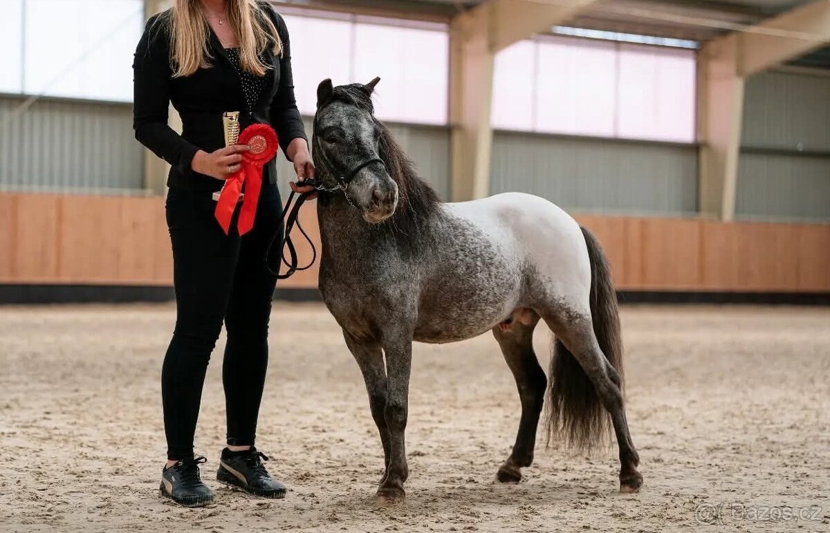 Připouštění minihorse / miniappaloosa / pony