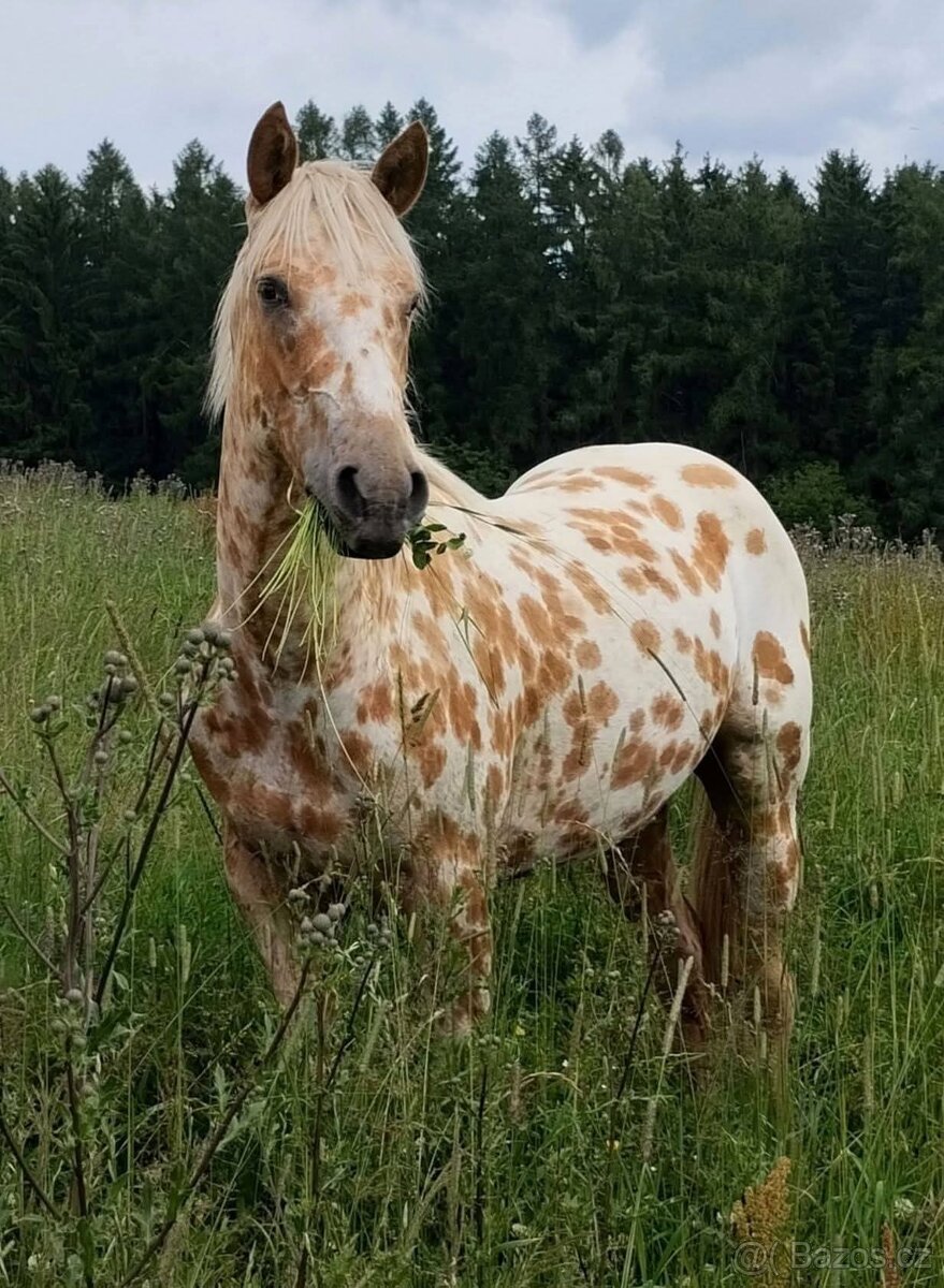 Palomino FPD valášek