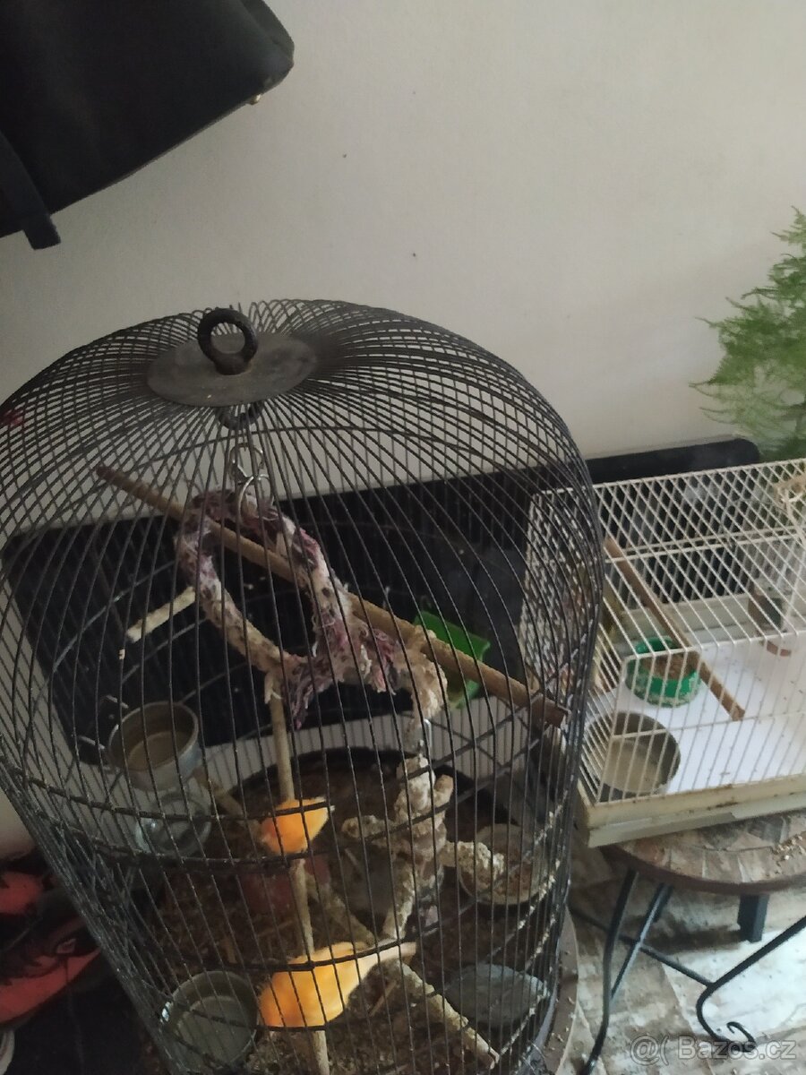 SUPER NABÍDKA KLECE +KANARCI+KRMENI