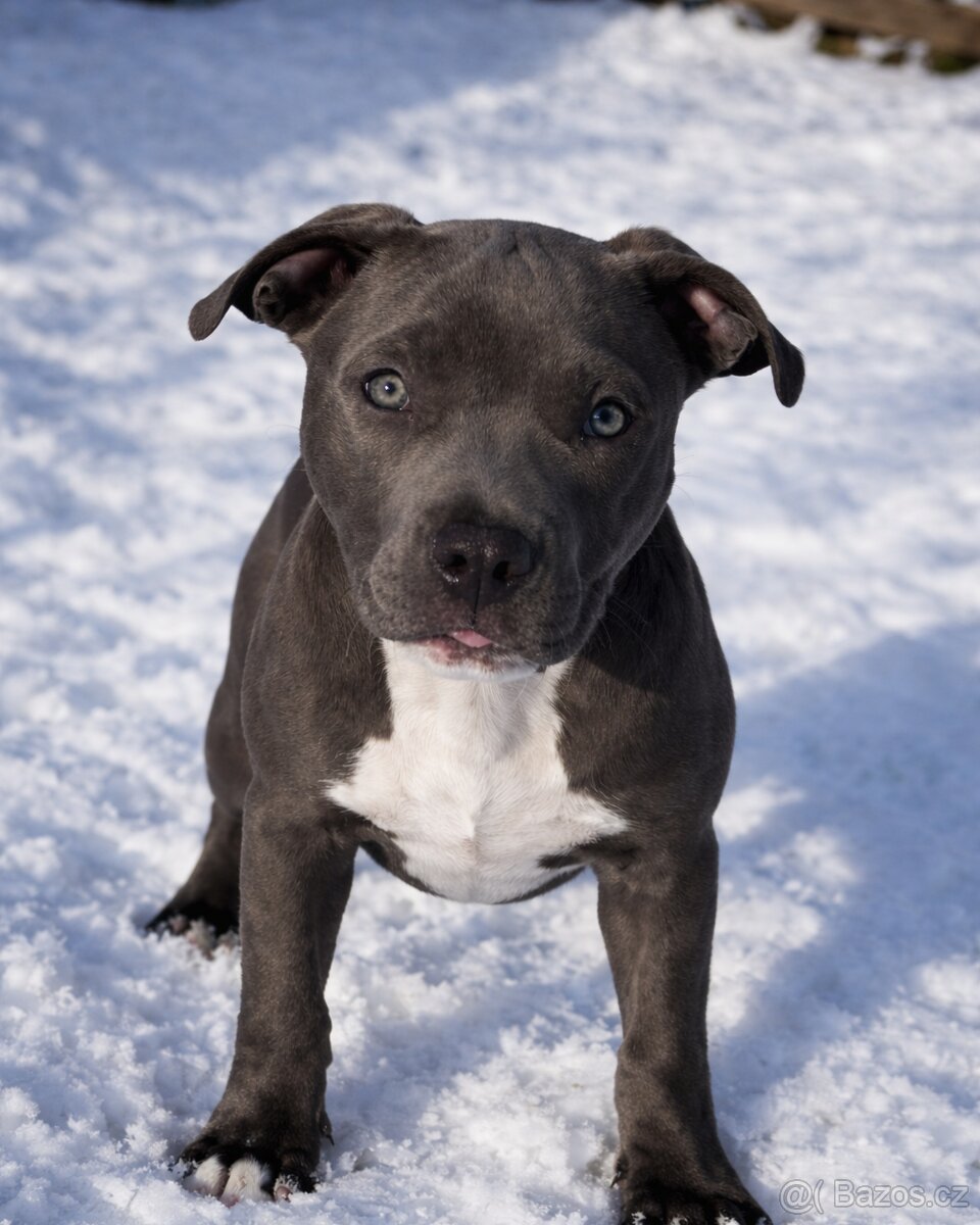 Štěňata American Bully xxl - Bloodline DDK9