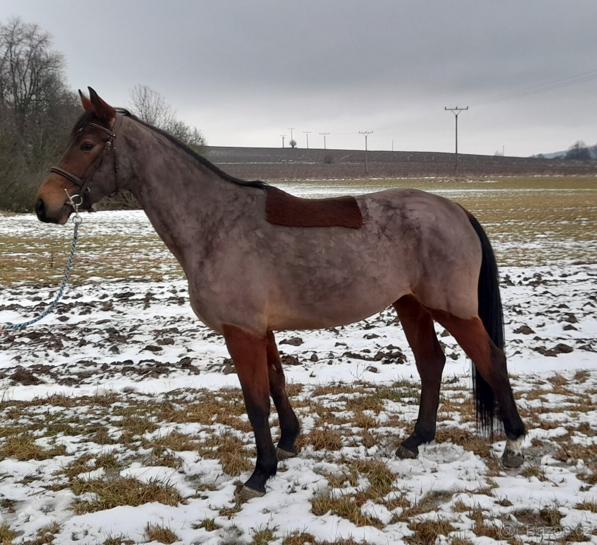 4letá kobylka do sportu