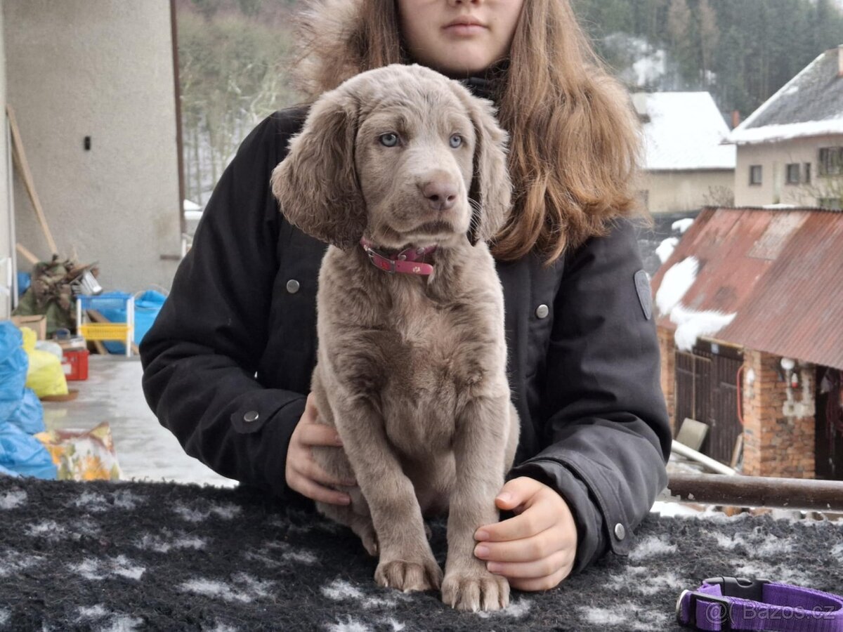 Výmarský ohař dlouhosrstý, štěňata s PP