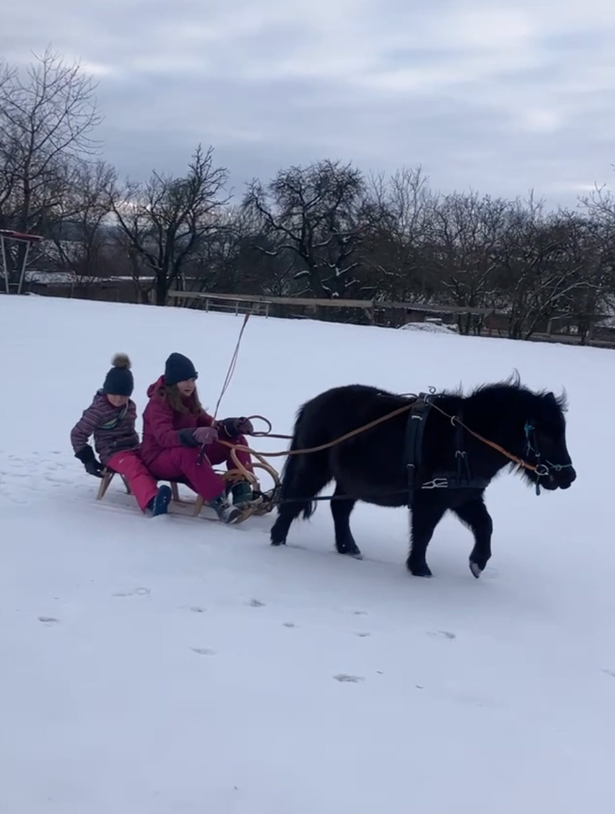 Minihorse kobylka a valach