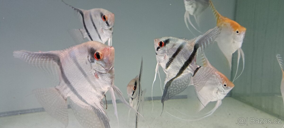 Chovné Skalary Rio Negro a Platinum