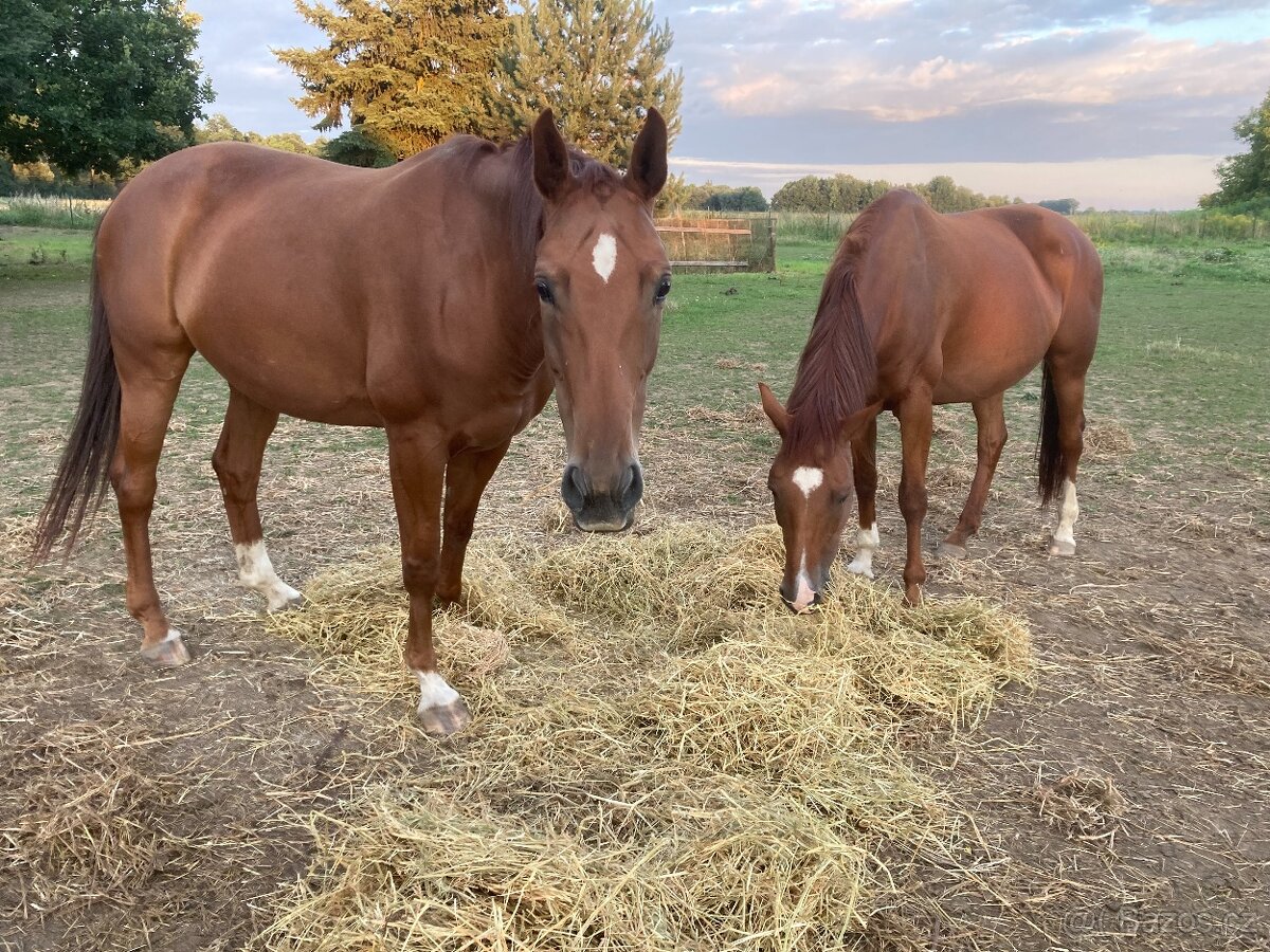 Pronájem 13-leté kobylky a dvou boxů