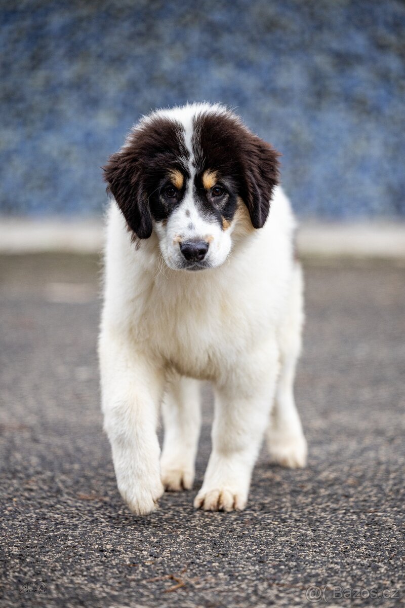 Šteniatka tornjaka s PP