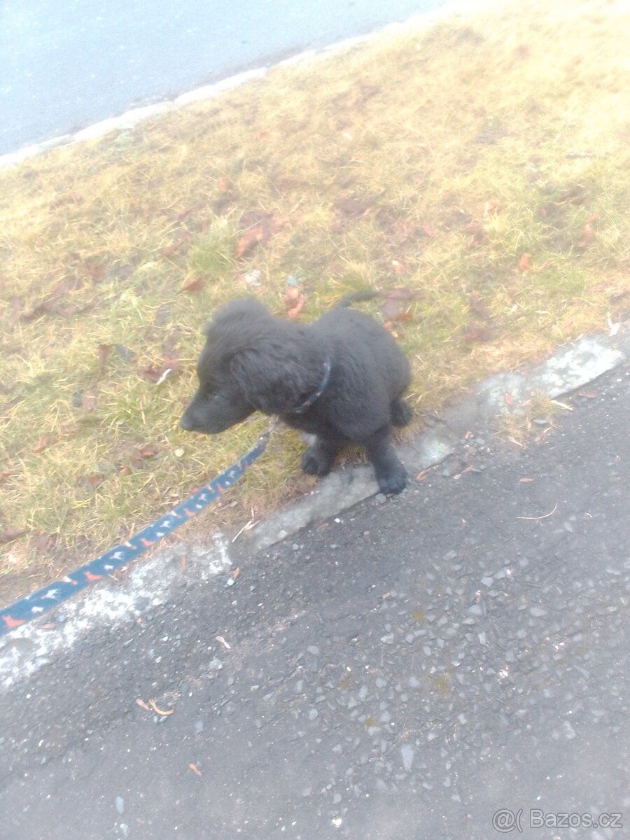 Německý ovčák kříženej německý krepelak