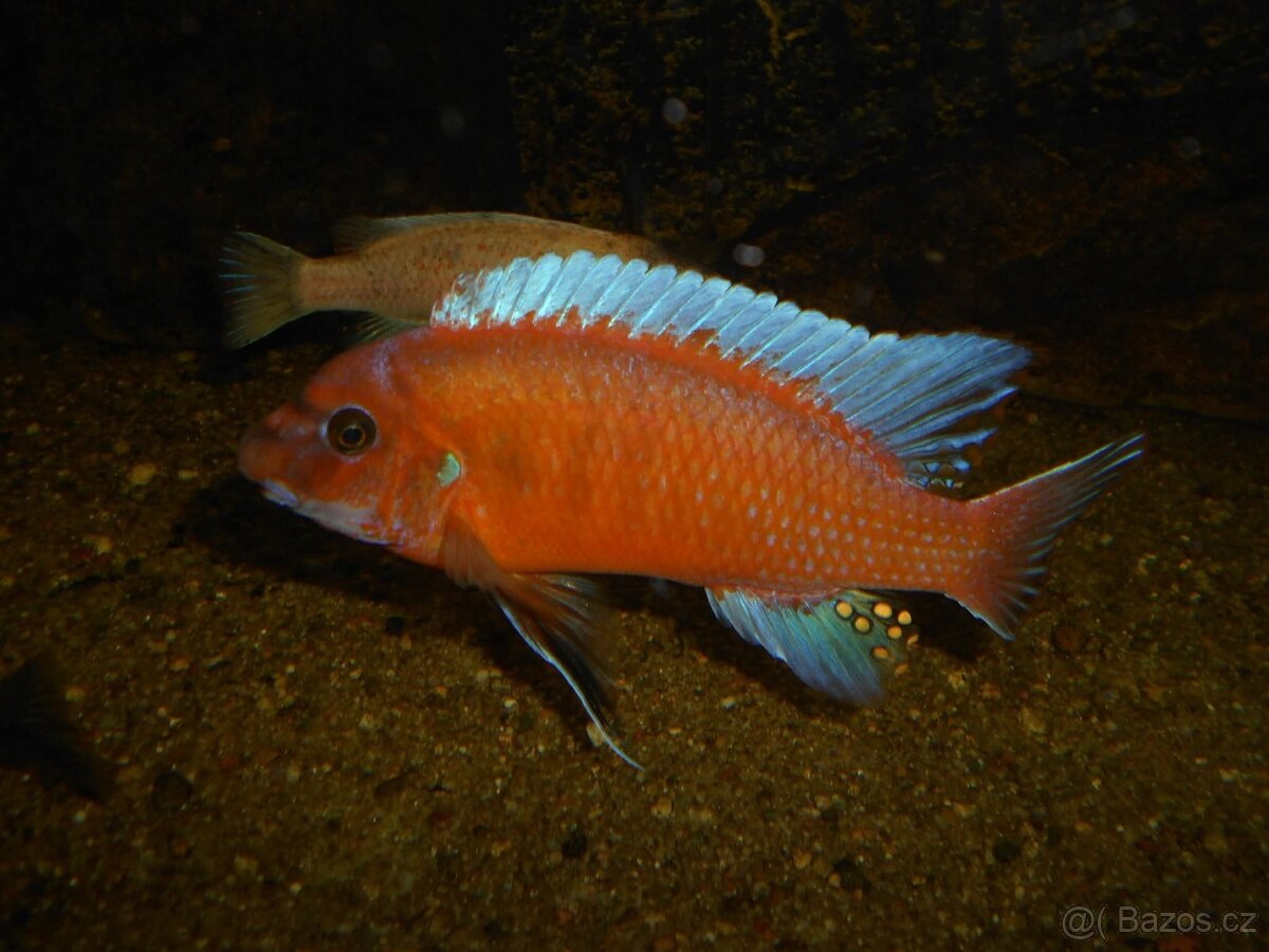 Africké cichlidy dospelé skupiny.