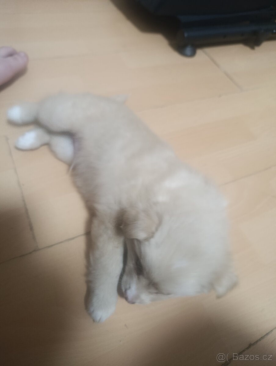 Německý špic křížený s pomeramianem