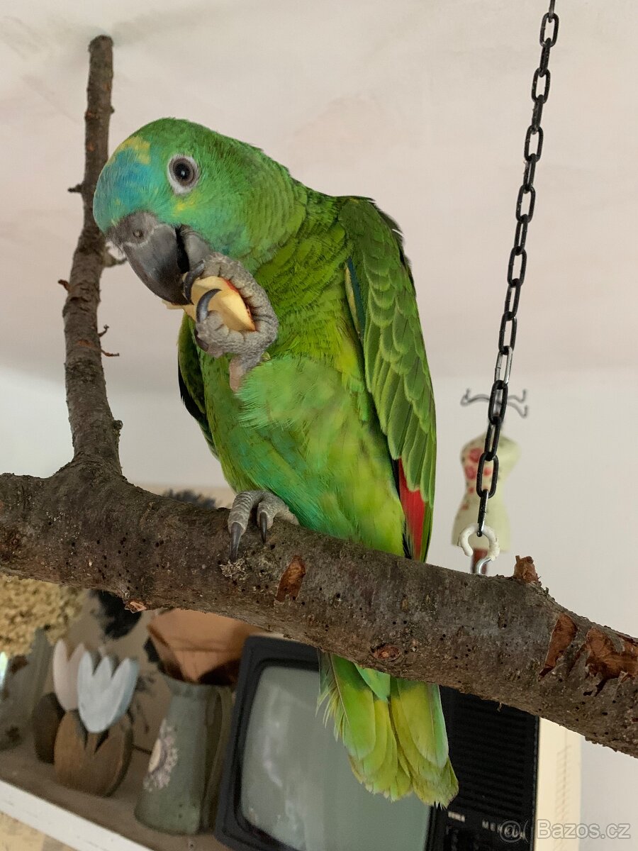Amazoňan modročelý ručně dokrmený