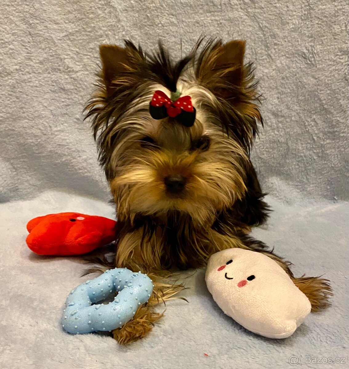 Yorkšírský teriér